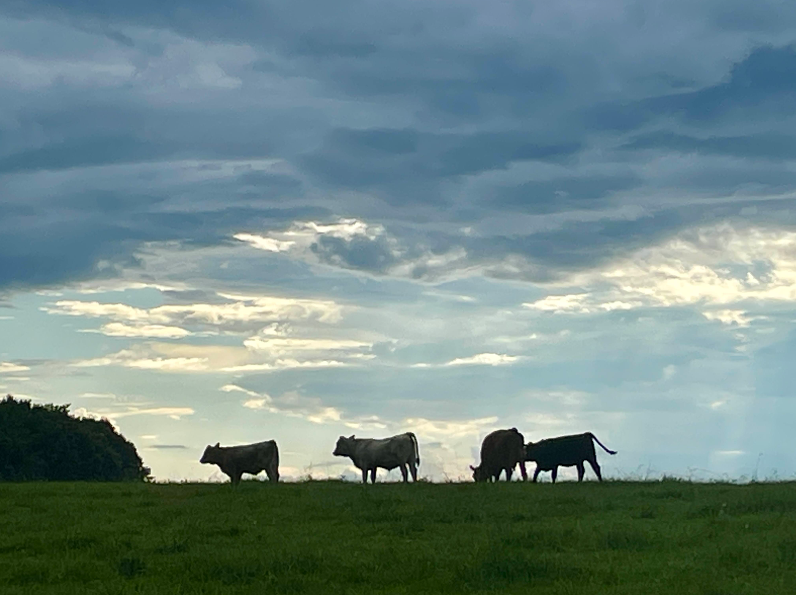 cows in field with clouds in background